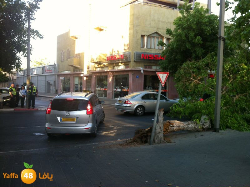 treebentsvy610 (3).jpg